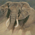 (image for) Dust & Ivory